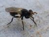 Thecophora sp.